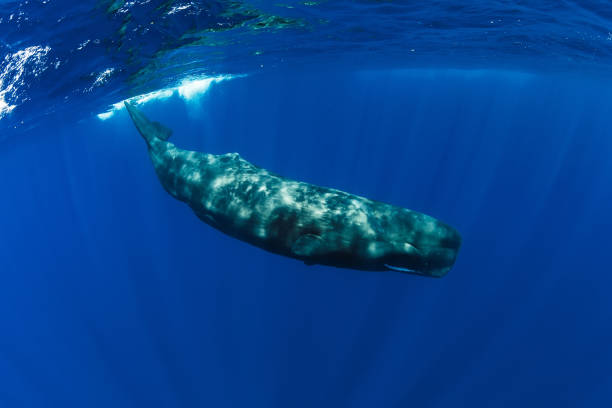 인도양, 모리셔스에서 정자 고래. - sperm whale 뉴스 사진 이미지