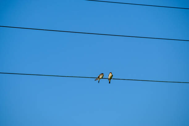 istock Birds sitting on electric wires on blue sky 1177069869