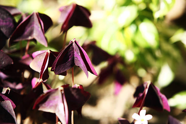 Exotic Plant  oxalis triangularis stock pictures, royalty-free photos & images