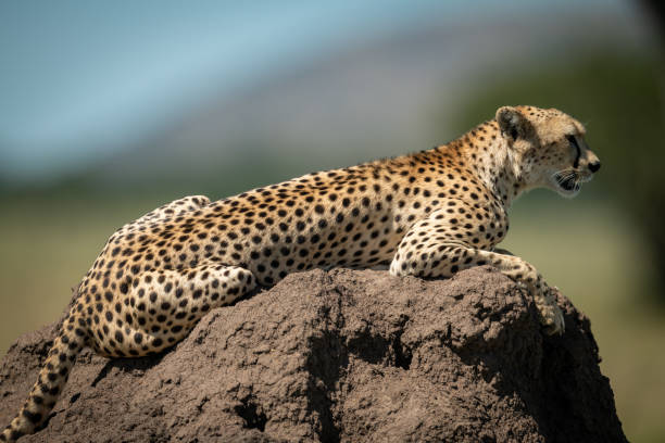 istock Cheetah lies in profile on termite mound 1177071829