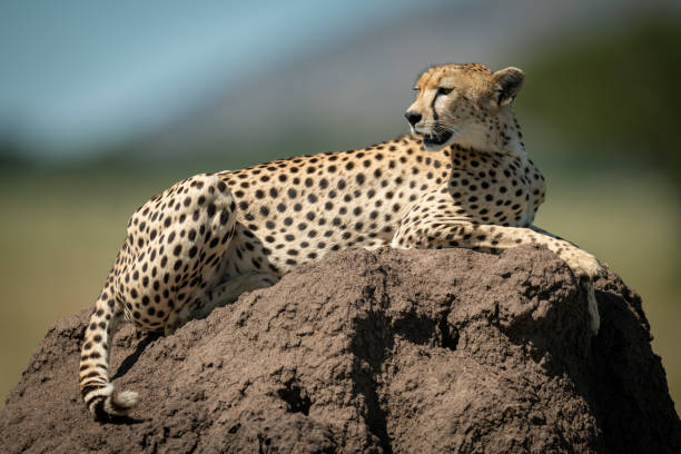 istock Cheetah lies looking back from termite mound 1177071912