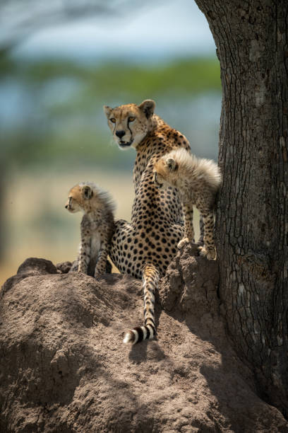 istock Cheetah cubs sit on mound with mother 1177071921