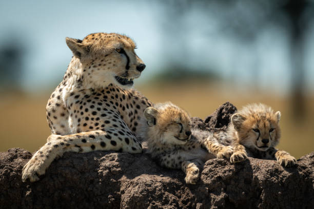 istock Cheetah lies by sleepy cubs on mound 1177071930