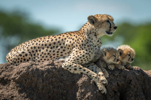 istock Cheetah lies on mound beside sleepy cubs 1177072022