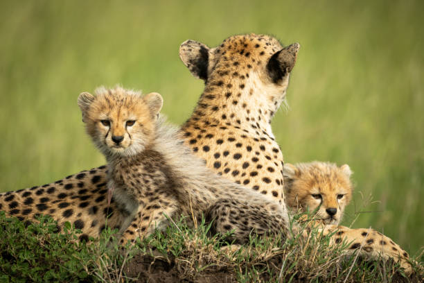 istock Cheetah cubs lie on mound with mother 1177072024