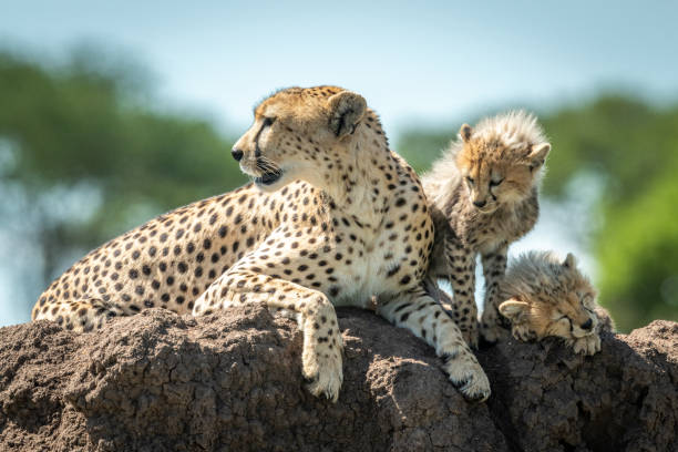 istock Cheetah lies beside two cubs on mound 1177072077