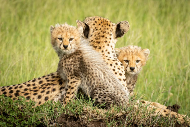 istock Cheetah cubs lie on mound beside mother 1177072084