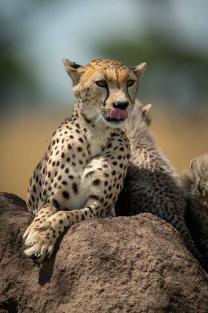 istock Cheetah lies licking lips on termite mound 1177072118