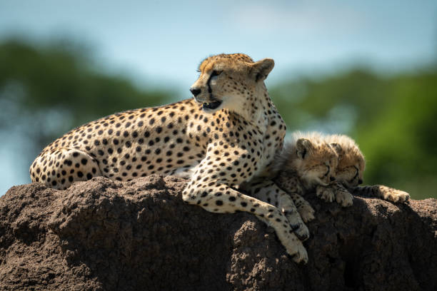 istock Cheetah lies on mound by sleeping cubs 1177072124