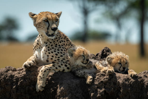istock Cheetah lies beside sleepy cubs on mound 1177072153