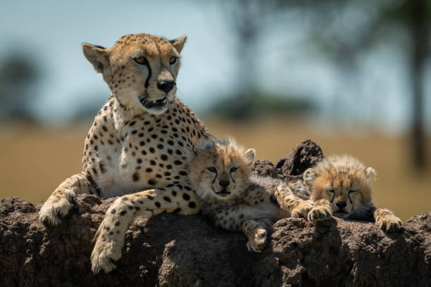 istock Cheetah lies on mound by sleepy cubs 1177072166