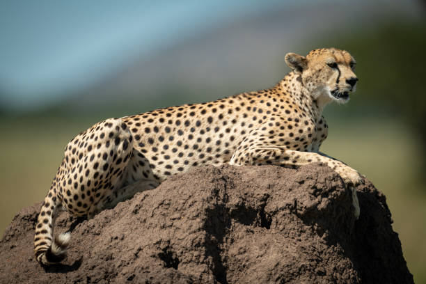 istock Cheetah lies in sunshine on termite mound 1177072197