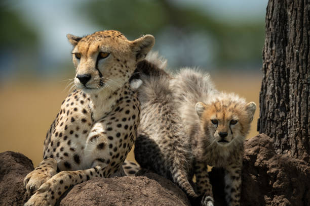 istock Cheetah lies on mound by two cubs 1177072230