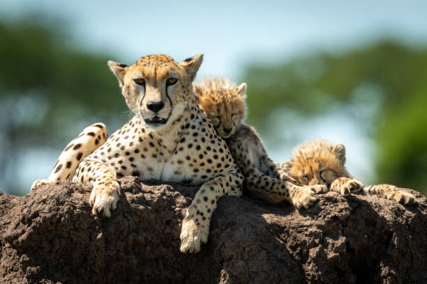 istock Cheetah lies on mound with sleeping cubs 1177072237