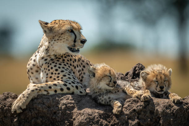istock Cheetah lies with sleepy cubs on mound 1177072267