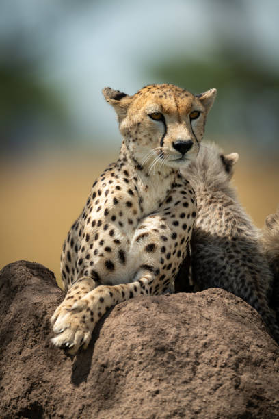 istock Cheetah lies on termite mound beside cubs 1177072282