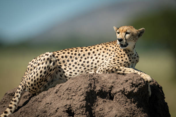 istock Cheetah lies on termite mound looking round 1177072319