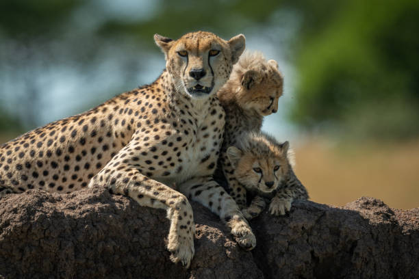 istock Cheetah lies with cubs on termite mound 1177072323