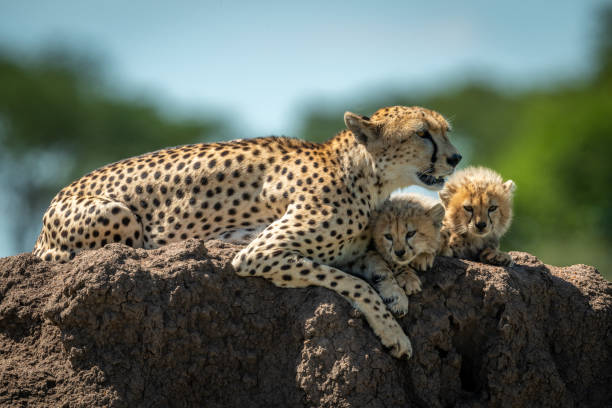 istock Cheetah lying on mound with sleepy cubs 1177072508