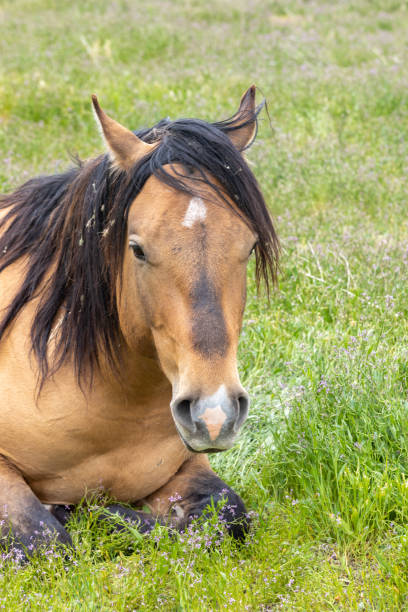 istock Beautiful Wild Horse in Utah 1177073646