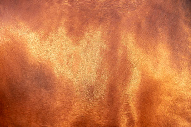 istock Close up horse skin concept for background 1177074010