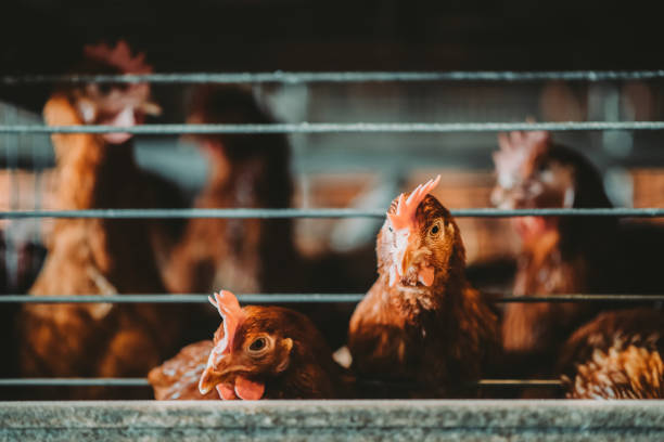 daily life of chickens in the cage - chicken hatchery imagens e fotografias de stock