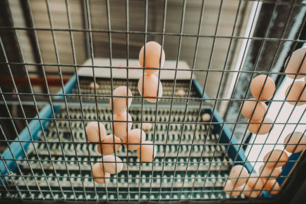 Brown Egg on the cage
