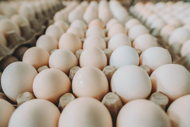 White Egg on the carton