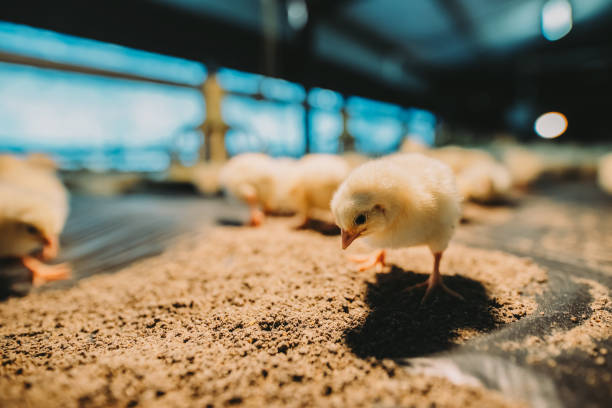 close up of small cute newborn chicks in farm house - chicken hatchery imagens e fotografias de stock