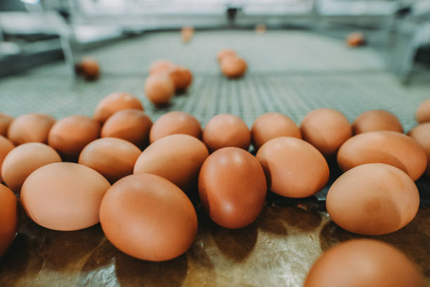 brown egg on the machine - eggs animal egg stack stacking imagens e fotografias de stock