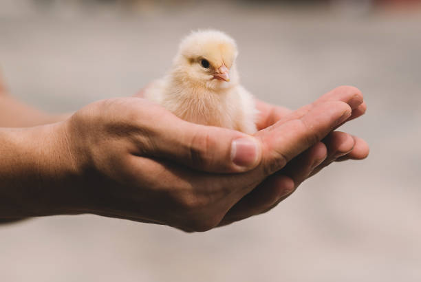 人間の手に小さなかわいい新生児のひよこのクローズアップ - chicken bird close up domestic animals ストックフォトと画像