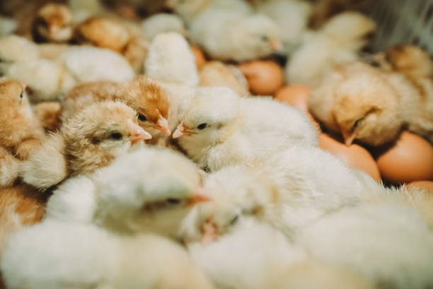 close up of small cute newborn chicks in basket - chicken hatchery imagens e fotografias de stock