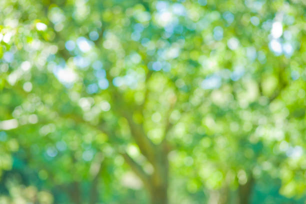 istock green nature blur bokeh background 1177076295
