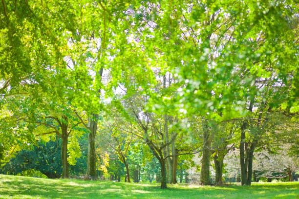 istock green nature blur bokeh background 1177077584