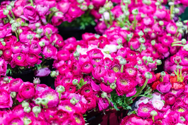 istock Australian Flower Markets Sydney 1177077703