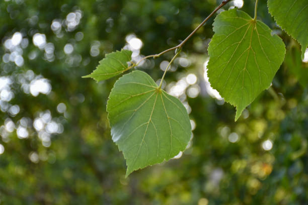 liście lipy z bliska - linden tree zdjęcia i obrazy z banku zdjęć