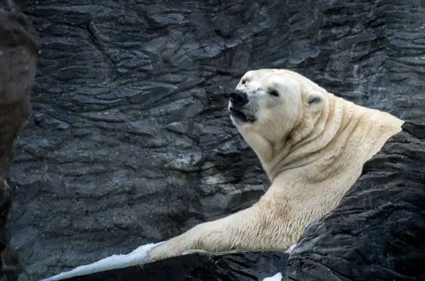 Photo of The polar bear (Ursus maritimus) is a hypercarnivorous bear whose native range lies largely within the Arctic Circle, encompassing the Arctic Ocean, its surrounding seas and surrounding land masses.