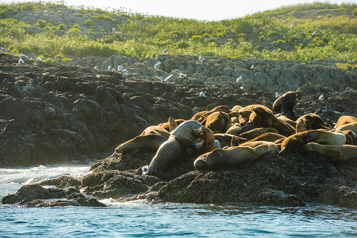 South American Sea lions resting on rock at Beagle Channel with Les Eclaireurs Lighthouse in the background, Tierra del Fuego, Argentina. It is a popular tourist attraction near Ushuaia.
