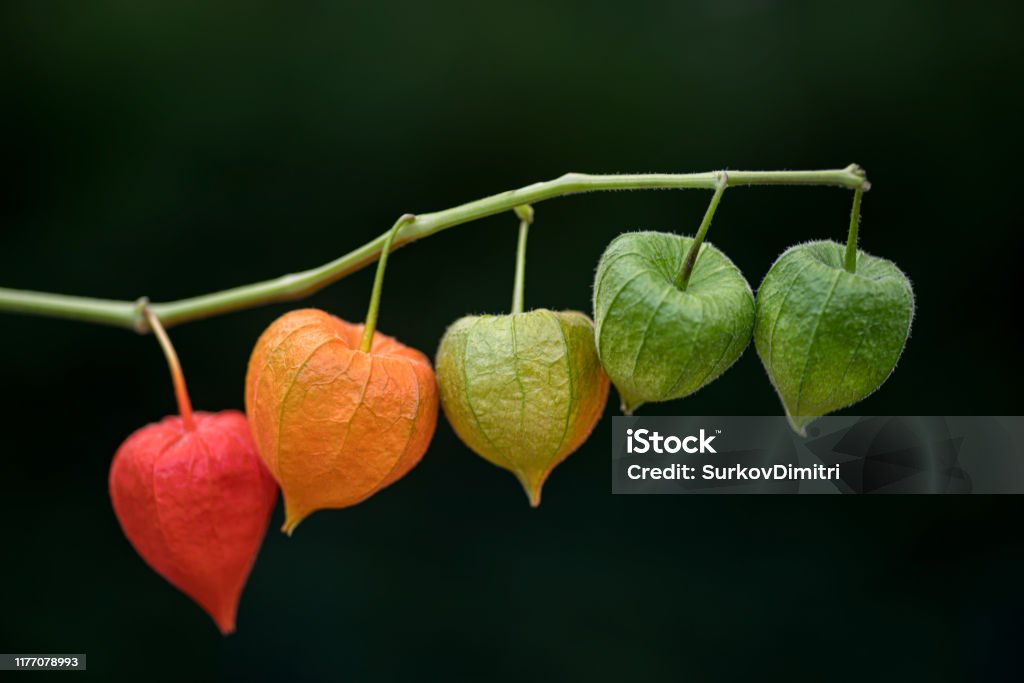 Fruit husks of the Chinese lantern Physalis alkekengi fruit husks Autumn Stock Photo