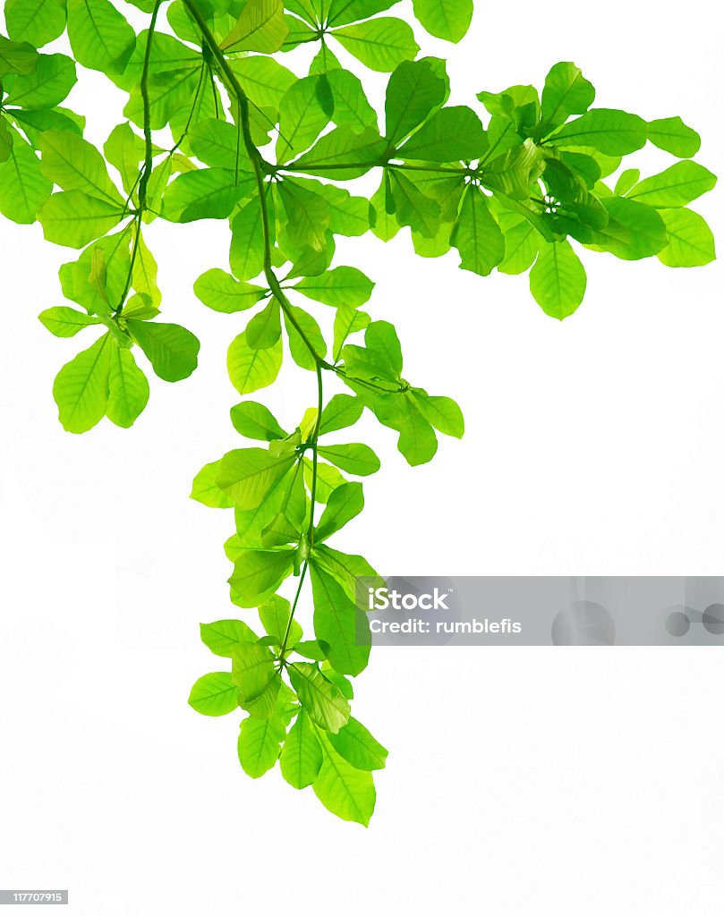 Ramo di foglie - Foto stock royalty-free di Albero