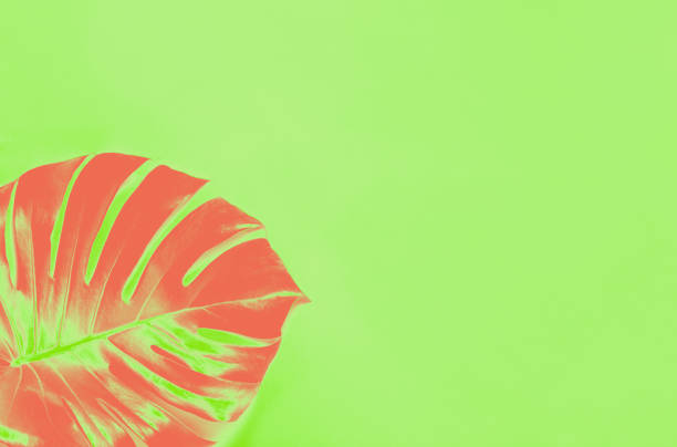 istock Tropical background with pink Monstera leaves on a green background 1177079310
