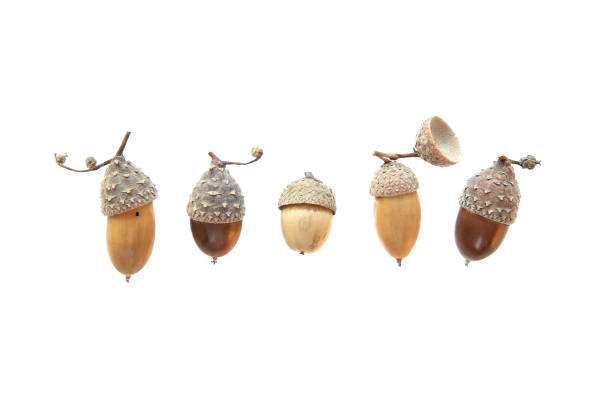 Collection of different cute acorns with amazing hats.