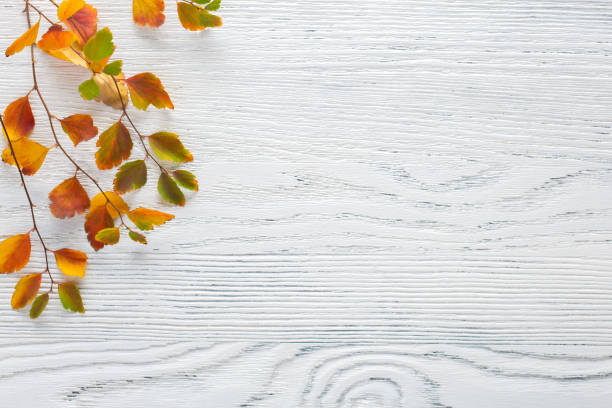 branches avec de petites feuilles colorées d'automne (spiraea vanhouttei) sur le fond en bois blanc avec l'espace vide pour le texte ou l'image.  flat lay. - été indien photos et images de collection