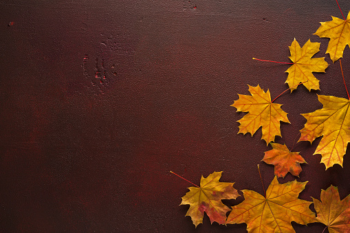 Ð¡olorful autumn leaves of Maple on  wooden table of  red-brown color.