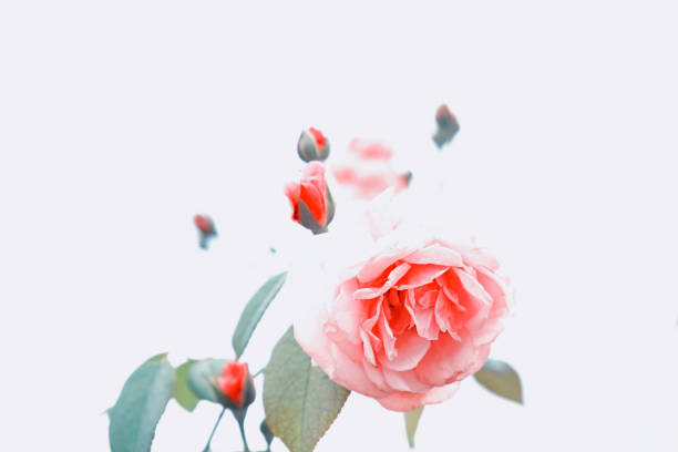 Roses background for valentine's day