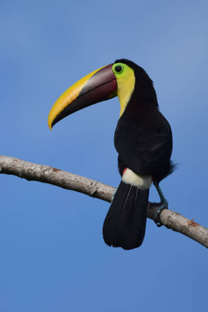 istock Chestnut Mandibled Toucan 1177081369