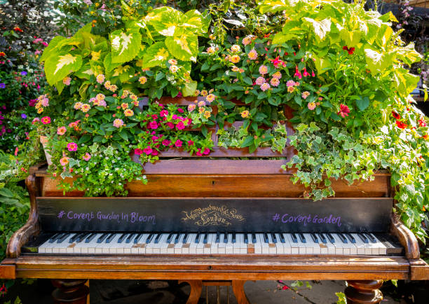 An old upright piano enthusiastically decorated with plants, some of them flowering, for ‘Covent Garden in Bloom’, a summer event in Covent Garden, the former fruit, flower and vegetable market in central London, which is now an fashionable and iconic tourist attraction.