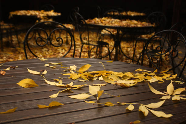 Orange leaves fall to the ground in autumn