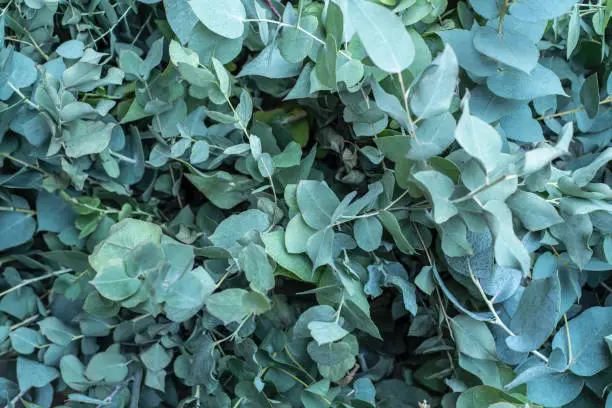 Background with bluish grey eucalyptus leaves.

Eucalyptus oil is readily steam distilled from the leaves and can be used for cleaning and as an industrial solvent, as an antiseptic, for deodorising, and in very small quantities in food supplements, especially sweets, cough drops, toothpaste and decongestants. It has insect repellent properties, and is an active ingredient in some commercial mosquito repellents. 

he eucalyptus is a holy tree for the Aboriginals. For them it represents the division of underworld, Earth and heaven. At a spiritual level the eucalyptus has a purifying effect.