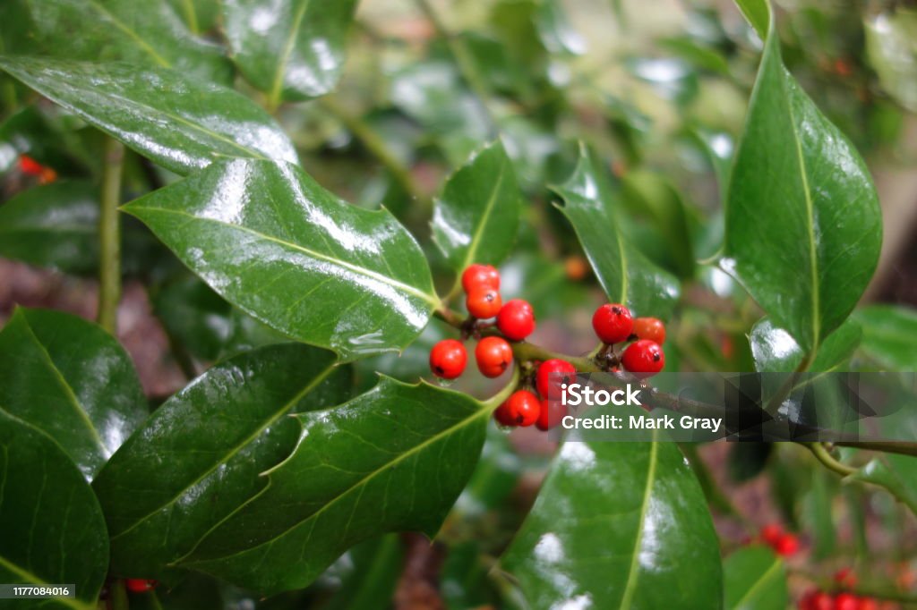 Christmas Berries Red Christmas Berries And Holly Bush Stock Photo